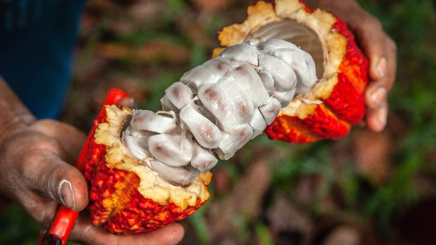 Fruto de cacau colhido na Amazônia peruana