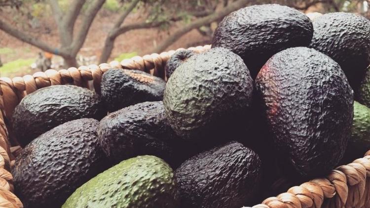 avocados - Reprodução/Instagram - Reprodução/Instagram