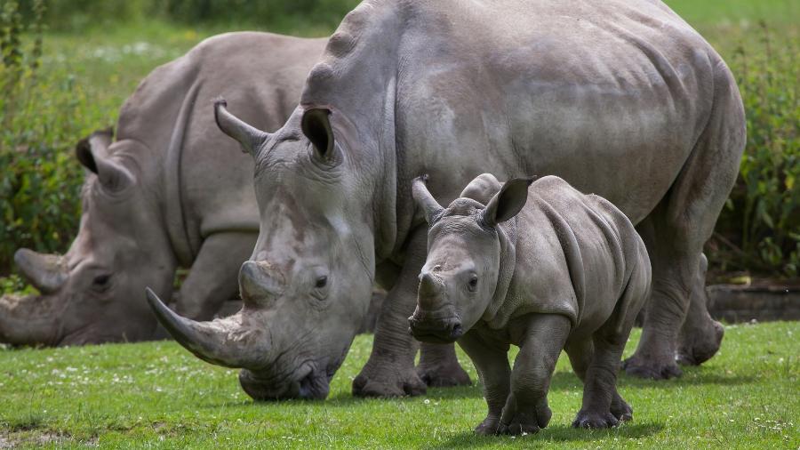 Rinocerontes no reino de eSwatini, na África - wrangel/Getty Images/iStockphoto
