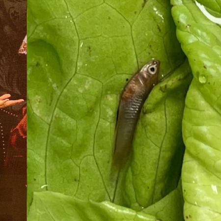 Fernanda Gentil mostrou peixe nas folhas de alface - Reprodução/Instagram