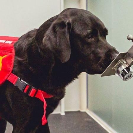 Testes estão em andamento para treinar cães para farejar o coronavírus - JOHN AKEHURST