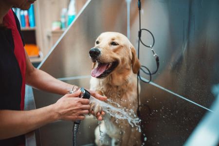 Como dar banho em cachorro bravo com segurança