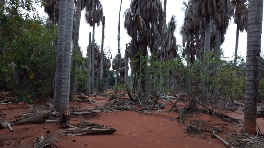 Morador diz que perdeu mais de 200 buritis após instalação de parque solar 