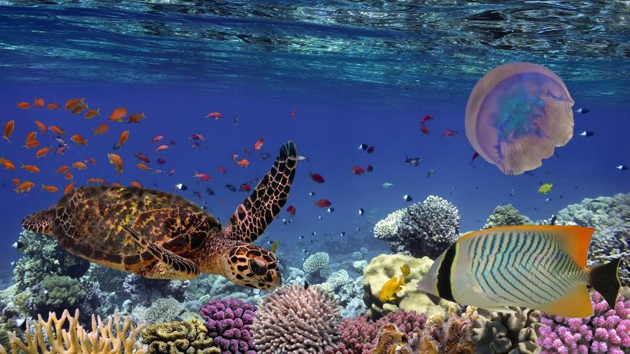 Recifes de corais estão ameaçados pela acidificação dos oceanos - Getty images
