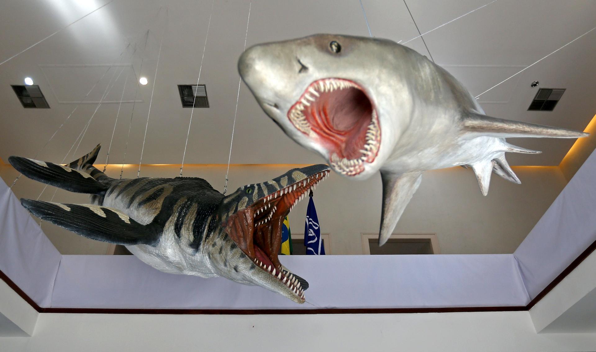 Museu Nacional apresenta exposição sobre Antártida, a primeira após incêndio - Wilton Junior/Estadão Conteúdo