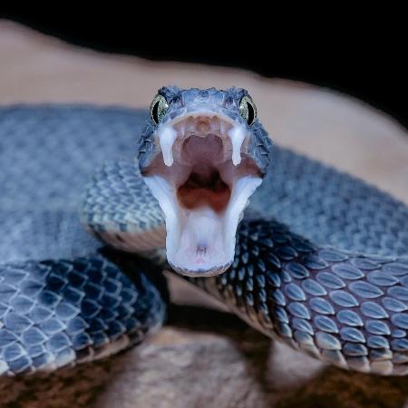 Sonhar com cobra azul - O que significa? Confira aqui!