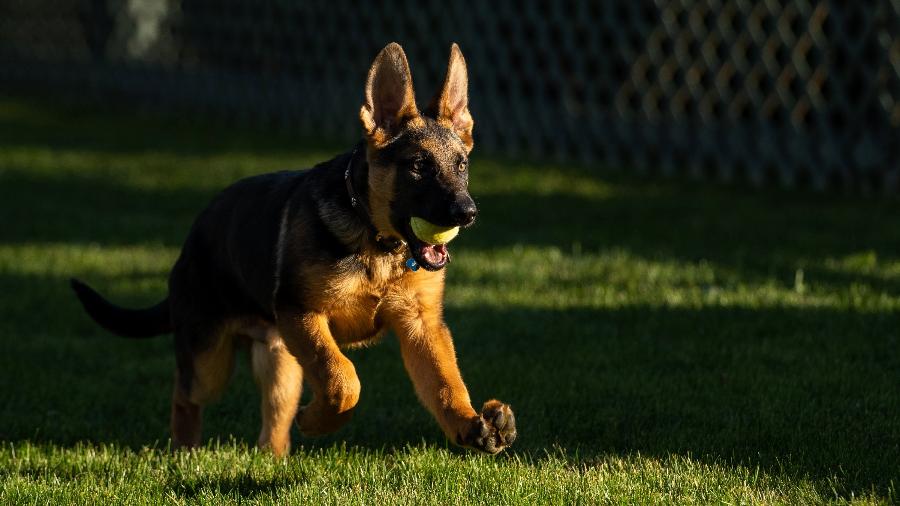 Commander, o novo cãozinho do presidente Biden - Reprodução/Twitter