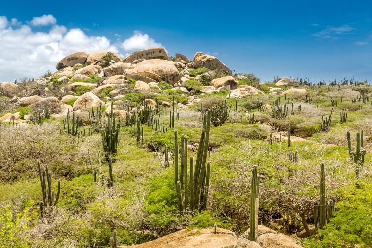 cactus and desert face?  This is also Aruba - Getty Images/iStockphoto - Getty Images/iStockphoto