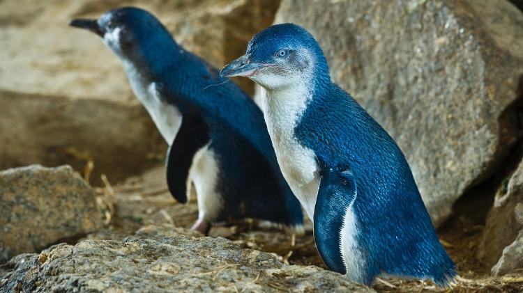 Pinguim-azul - Getty Images - Getty Images