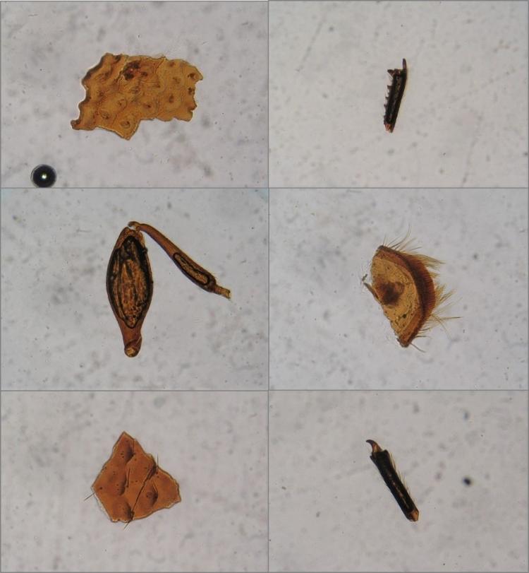 Fragmentos de insetos encontrados em amostra de temperos
