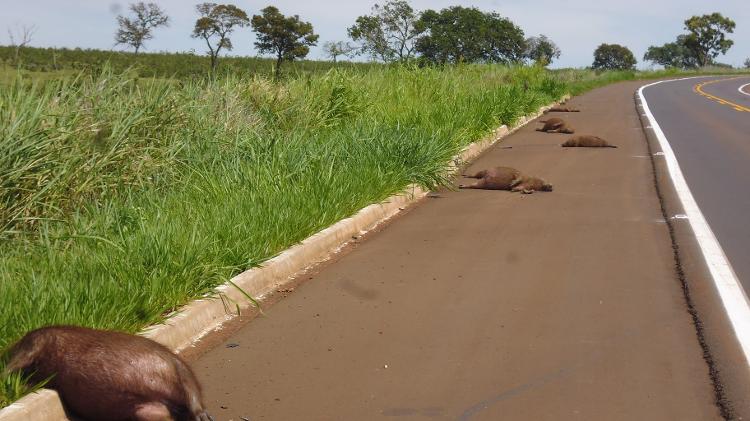 Capivaras mortas atropeladas em rodovia do Mato Grosso do Sul