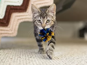 Pega a bolinha! Por que cães e gatos gostam de brincar de buscar itens?