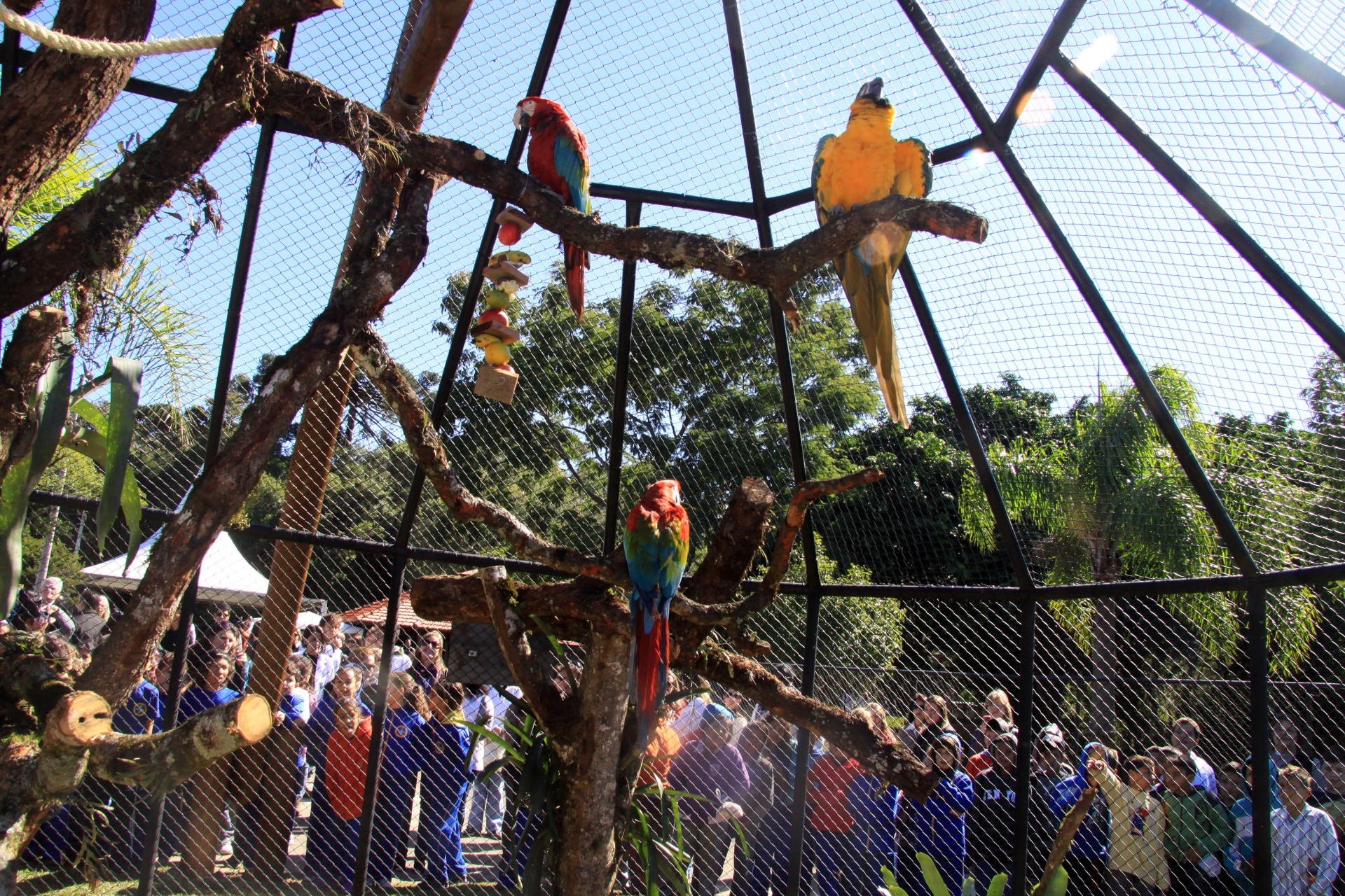araras no Zoológico de Curitiba - Divulgação/ValdecirGalor-SMCS
