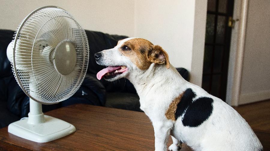 Na época de calor, é preciso trocar a água do animal com mais frequência, várias vezes ao dia - iStock