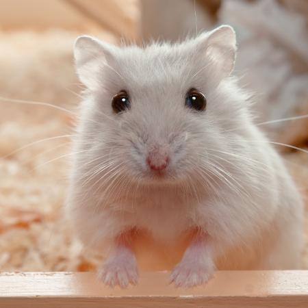 De hamster sales