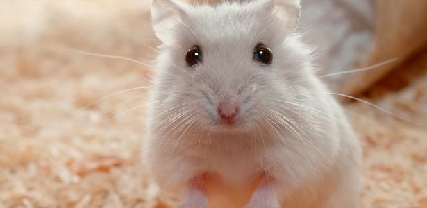 Hamster barrado em voo deve ser levado para criança na Bélgica, diz TJSC