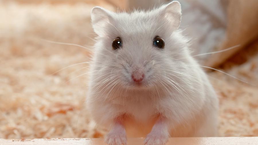 Centenas de amostras foram coletadas de animais, incluindo coelhos e chinchilas, mas até agora apenas os hamsters testaram positivo para o coronavírus - Getty Images