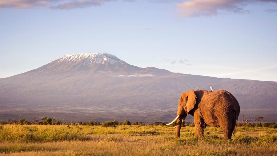 Elefantes conseguem memorizar locais com água e alimento para os tempos de seca - Getty Images