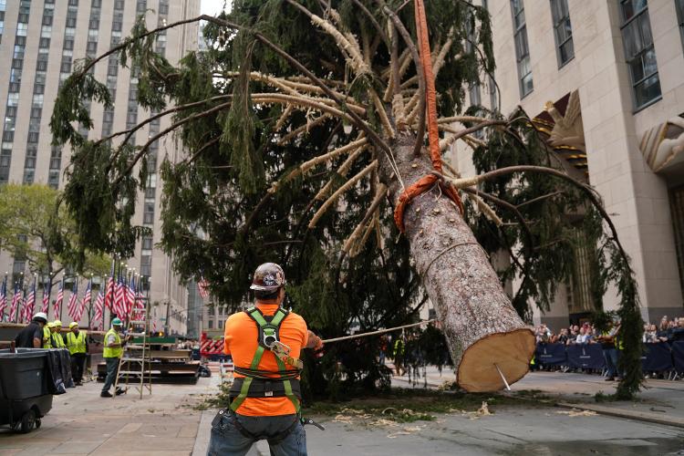 Árvore de Natal em Nova York - NEW YORK, NY - NOVEMBER 12: The Rockefeller Center Christmas tree was lifted into place after arriving in the plaza in New York City on Saturday (Nov. 12). About 100 spectators watched the lifting process of the 82-foot tall, 90-year-old Norway Spruce in the morning despite the rain. (Photo by Lokman Vural Elibol/Anadolu Agency via Getty Images) - Anadolu Agency/Anadolu Agency via Getty Images - Anadolu Agency/Anadolu Agency via Getty Images