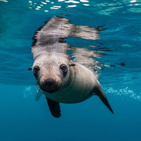 Cientistas criam embarcação que torna oceano uma esponja de CO2 - Getty Images