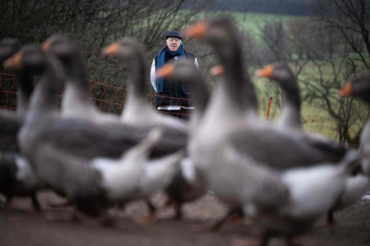 Marcel Metzler e os gansos de seu foie gras alternativo