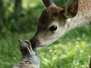 Dubladora de 'Bambi' alerta: live action é diferente do que esperamos