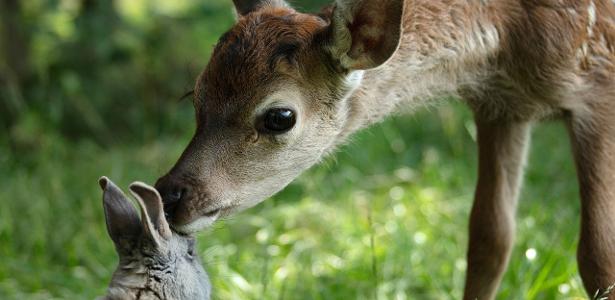 Dubladora de 'Bambi' alerta: live action é diferente do que esperamos