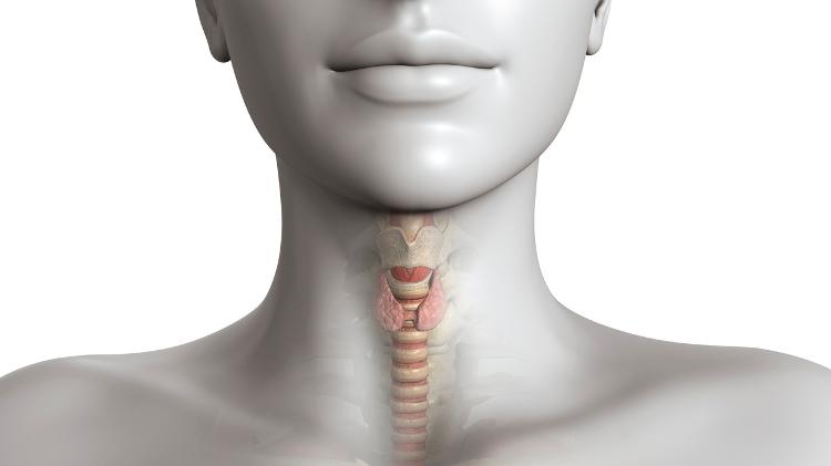 Ilustração indica localização da tireoide no corpo humano Ilustração indica localização da tireoide no corpo humano