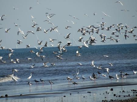 A fauna é rica e abundante em toda a extensão da Praia do Cassino - Mauren da Silva Rodrigues/Creative Commons - Mauren da Silva Rodrigues/Creative Commons