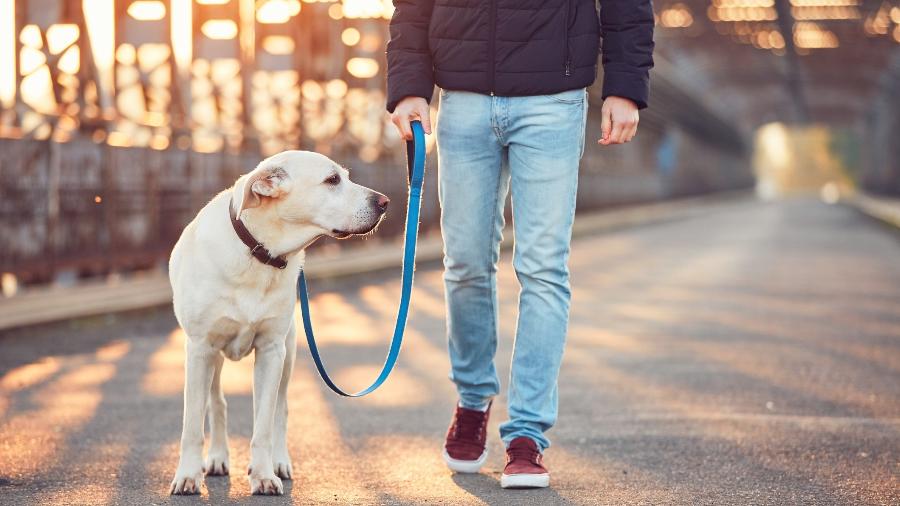 Considera-se cão de apoio emocional o animal doméstico de pequeno porte, com no máximo 10 quilos, que não seja notoriamente perigoso - Getty Images/iStockphoto