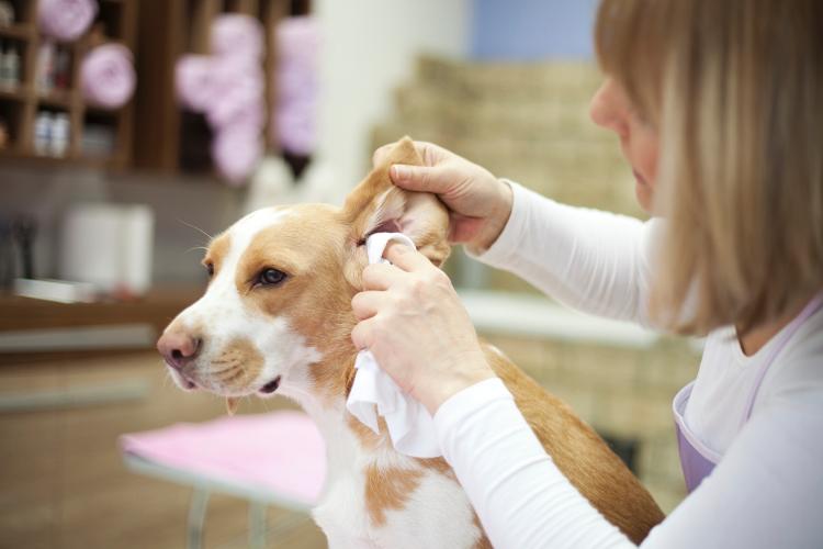 Proper ear hygiene is a way to prevent ear infections - Dogs, dogs, animals - Getty Images - Getty Images