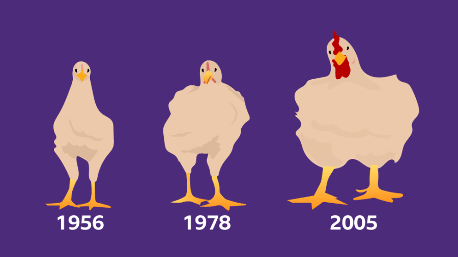 A seleção genética fez com que os frangos que consumimos atualmente crescessem 400%, de acordo com um estudo da Universidade de Alberta, no Canadá - Cecilia Tombes/BBC News Mundo