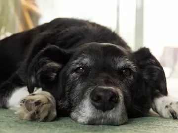 Cinco cuidados para ter com cães e gatos idosos