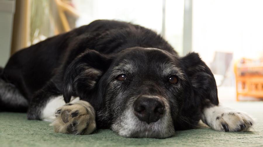 Hoje (1/10) é comemorado o dia do cachorro idoso. Por isso, separamos algumas dicas para você ajudar seu amigo de quatro patas nessa fase