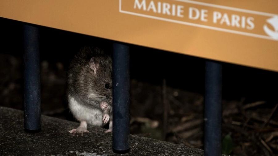 Especialistas calculam que a população de ratos em Paris é de cerca de seis milhões - AFP - PHILIPPE LOPEZ