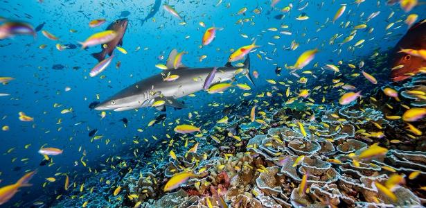 Ilhas da Linha, Kiribati, uma das imagens escolhidas pela National Geographic