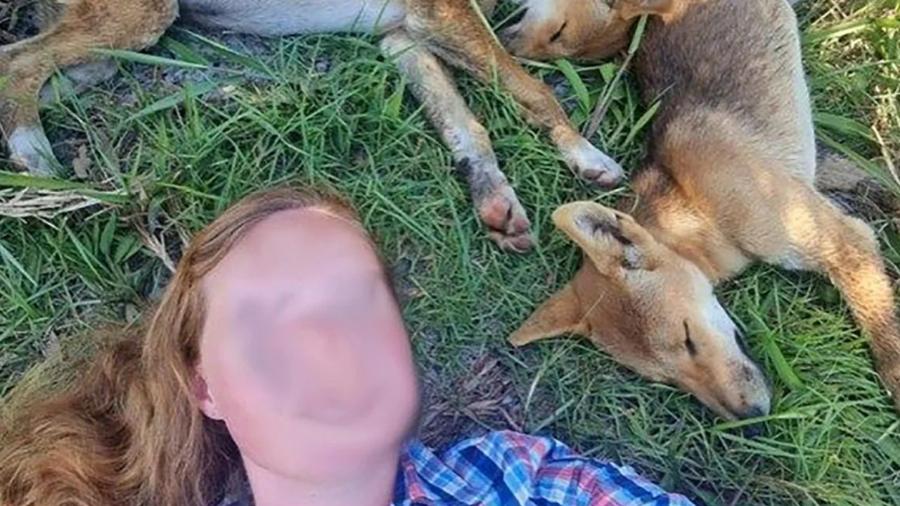 Autoridades do estado australiano de Queensland informaram quea turista que posou para a selfie com filhotes de dingo foi "sortuda" que a mãe dos animais não estava por perto - Divulgação/Queensland Gov. Department of Environment and Science
