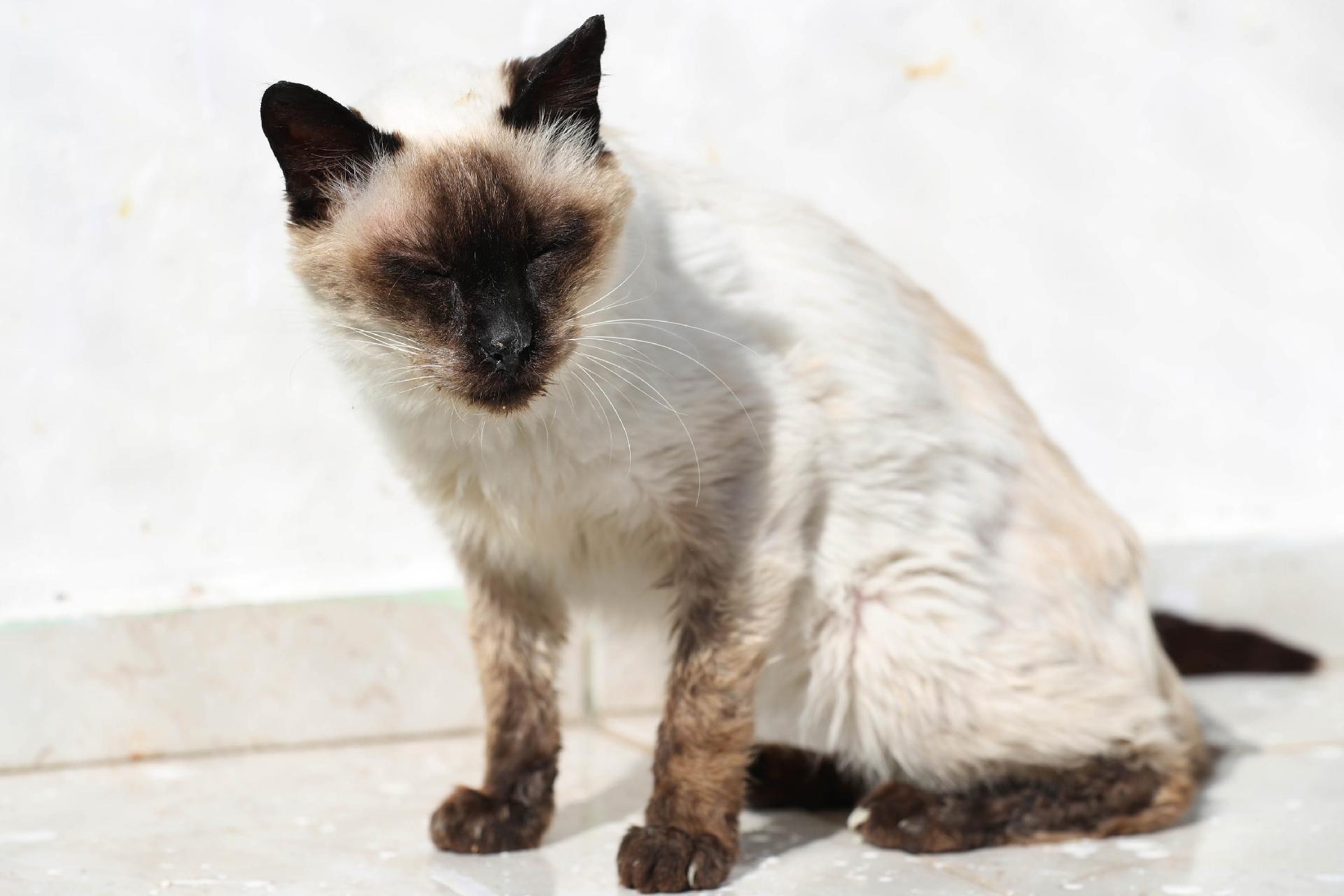 Catuaba: foi resgatado de uma colônia de gatos na cidade de Osasco (SP), depois que os moradores da região perceberam que os outros animais judiavam dele. Quando chegou à Catland foi diagnosticado como 100% cego, pois não tem mais o olho direito e não enxerga com o esquerdo. Essa bolinha de pelo precisa de um lar! E pode ser o seu! Entre em contato: www.catland.org.br - Junior Lago/ UOL