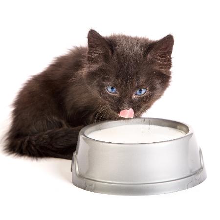 gatinho tomando leite - Getty Images