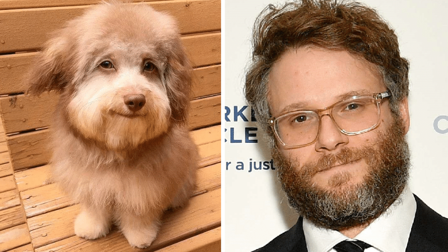 Seth Rogen encontrou um cachorro que é a sua cara - Reprodução/Twitter/Getty/Montagem