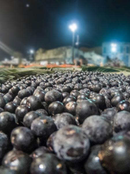 Fruto ajudou a matar a fome na aldeia - Wagnerokasaki/Getty Images/iStockphoto - Wagnerokasaki/Getty Images/iStockphoto