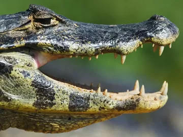 Qual animal tem mais dentes na boca? Não é o jacaré, nem o hipopótamo