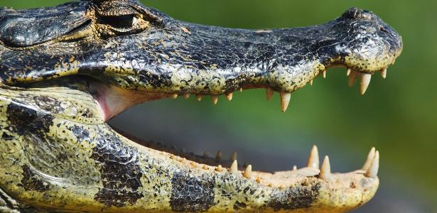 Qual animal tem mais dentes na boca? Não é o jacaré nem o hipopótamo