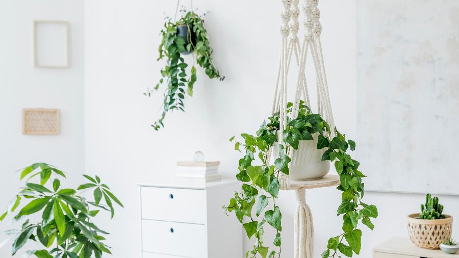 Plantas suspensas são ótimas para decoração, mas necessitam de cuidados - FollowTheFlow/Getty Images/iStockphoto