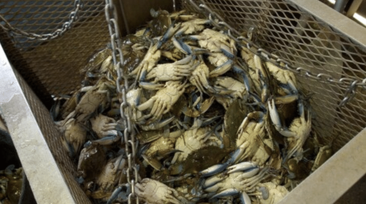 Cerca de 50 toneladas de caranguejo azul foram coletadas em apenas 24 horas na última semana (foto) no delta do rio Pó. O governo considera a situação uma emergência