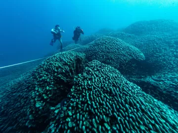 Cientistas descobrem maior coral do mundo perto das Ilhas Salomão