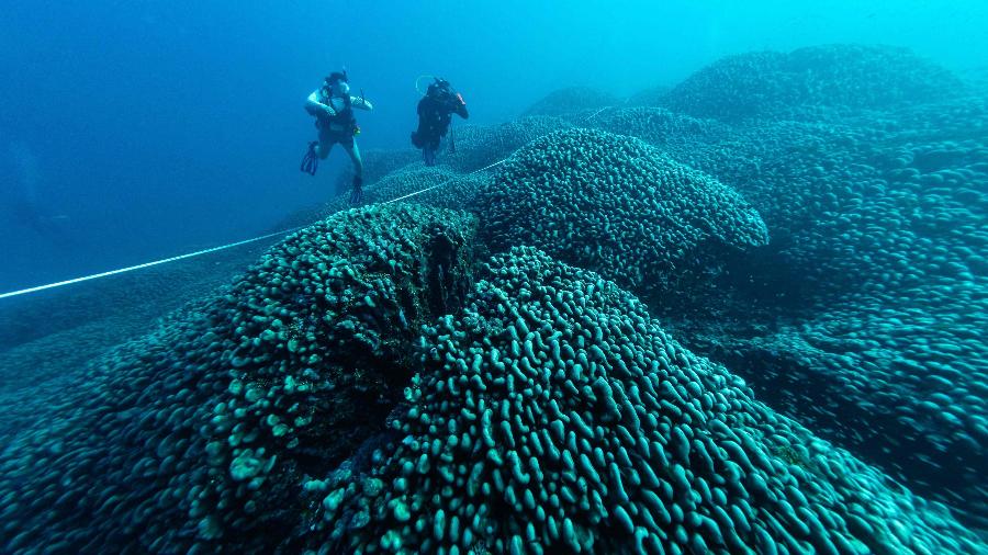 Coral é tão grande que os pesquisadores acreditaram inicialmente que haviam encontrado um navio afundado