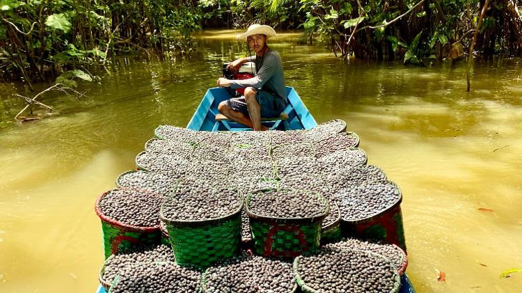 Cadeia do açaí beneficia barqueiros, carregadores e trabalhadores da floresta Cadeia do açaí beneficia barqueiros, carregadores e trabalhadores da floresta