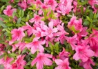 Veja plantas para cultivar na primavera - motorolka/ Reprodução/ Bbel