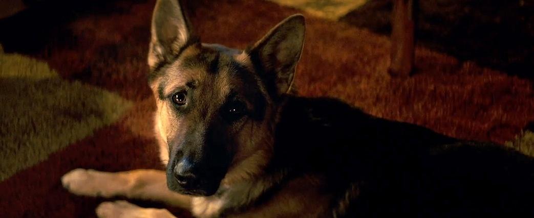 Cena de "Quatro Vidas de um Cachorro" - Reprodução